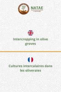 Intercropping in olive groves