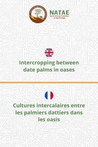 Intercropping between date palms in oases
